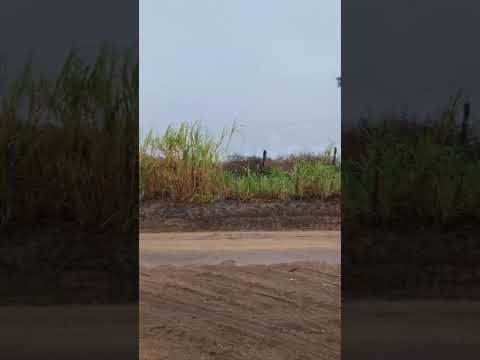 🇧🇷 MONTADAS NA PARAIBA 25/11/2025 #farming #sitio #vlog #nature #travel