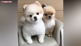 🐾 Adorable Pomeranian Puppies: Your Daily Dose of Cuteness! 🐶 | Must-See Pomeranian Pup Moments!