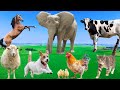 Beautiful Animal Moments Dog Cat Chicken Elephant Cow Sheep Animal Sounds