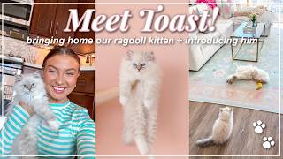 Bringing Home Our THIRD Ragdoll Kitten! 🩵🐾 | First Week Home + Cat Introductions | Lauren Norris