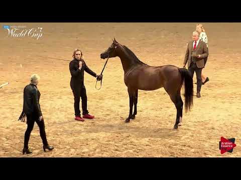 N.266 ROYAL MARCARIO - LAS VEGAS 2019 - Arabian World Cup Junior StallionsGeldings ATH (Class 106)