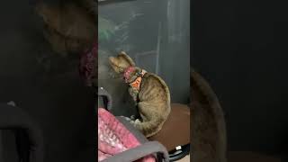家猫vs野良猫。