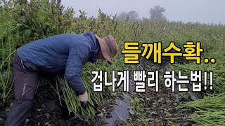 들깨베기 들깨수확 이렇게 하면 엄청 빠르고 쉽다!