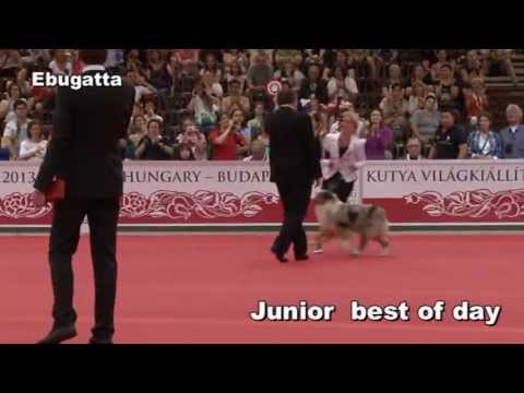 World Dog Show 2013. 05. 19. BIS
