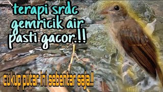 Download lagu terapi srdc biar bunyi, terapi srdc agar gacor, terapi srdc gemericik air, terapi srdc macet bunyi mp3 Download lagu terapi srdc biar bunyi, terapi srdc agar gacor, terapi srdc gemericik air, terapi srdc macet bunyi mp3