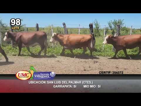 Lote 43 Vacas de invernar en San Luis del Palmar, Corrientes