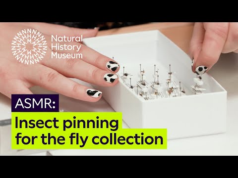 How Museum curators organise the insect collection | ASMR