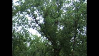 Julianna Barwick - Envelop