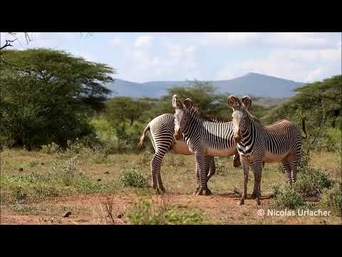 3 grevy zebra