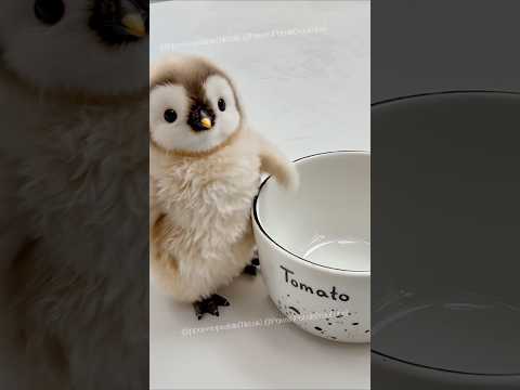 Penguin Marshmallow Wants More Tomatoes 🍅 #cute #penguin #babypenguin #adorable #可愛い #tomato #cake