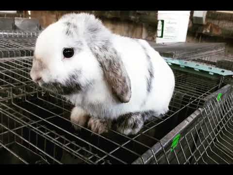 Semental mini lop arlequín