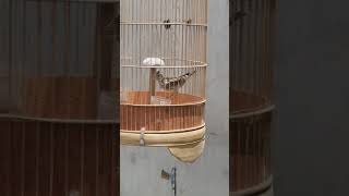 Download lagu sanma mp3