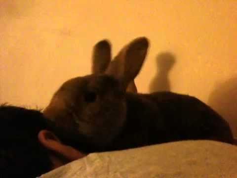 Thrianta rabbit giving Phil a bath