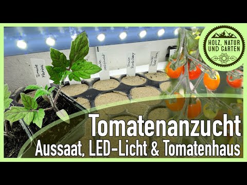 , title : 'Tomatenanzucht -Tipps zur Aussaat, Sorten, Anzuchtregal mit LED-Licht, Beetvorbereitung, Tomatenhaus'