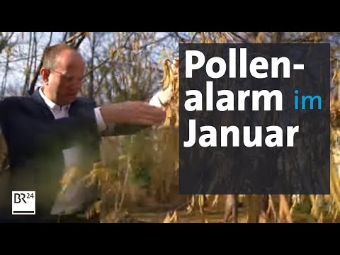 Allergiker leiden schon jetzt unter Pollen | Abendschau | BR24