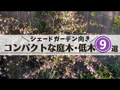 低木日陰中日陰アンドロメダ日本産常緑葉メンテナンスが簡単