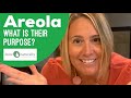 Areola! What Is Their Purpose?!