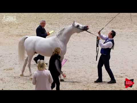 N.112 PHAVEZ BY IMPERIA - Paris 2017 - Senior Stallions (Class CM6A)