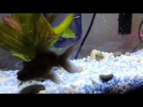 Awesome kid video: Watching her pet. This one is a fish!