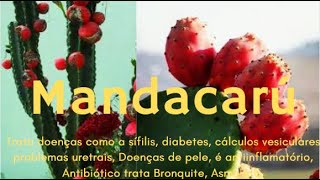 Mandacar [Bronquite, priso de ventre, erisipela eczema etc.]