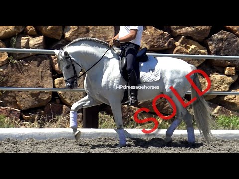 **SOLD** Andalusian PRE Stallion 2018 | #MP446