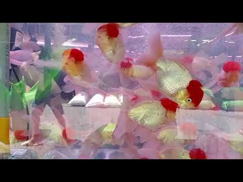 Cá Hạc Đỉnh Hồng