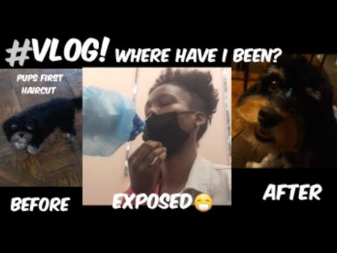 VLOG|Where have I been? Puppy's  first hair cut, Ex Boss exposed Me😱#RASHEEDA KAREEMAH