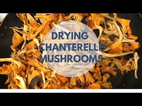 download lagu mp3 mp4 Drying Chanterelles In The Oven, download lagu Drying Chanterelles In The Oven gratis, unduh video klip Drying Chanterelles In The Oven
