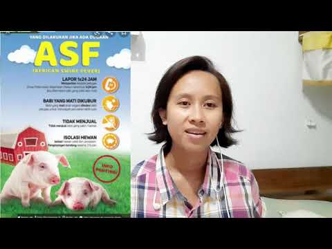, title : 'Tips Mencegah Virus ASF . Peternak babi Harus Tau. Ternak babi Ria's Farm'