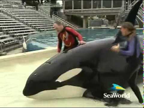 download lagu mp3 mp4 Seaworld Shamu Cam, download lagu Seaworld Shamu Cam gratis, unduh video klip Seaworld Shamu Cam