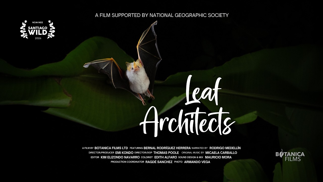 Leaf Architects - Trailer