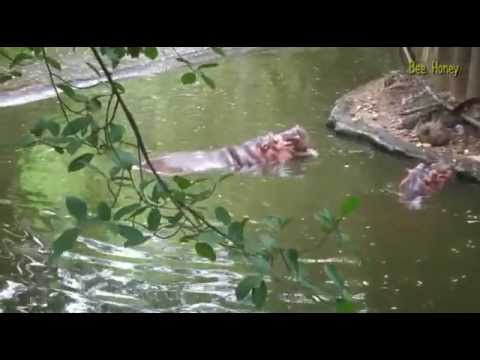 100 секунд 5 Бегемоты Hippos