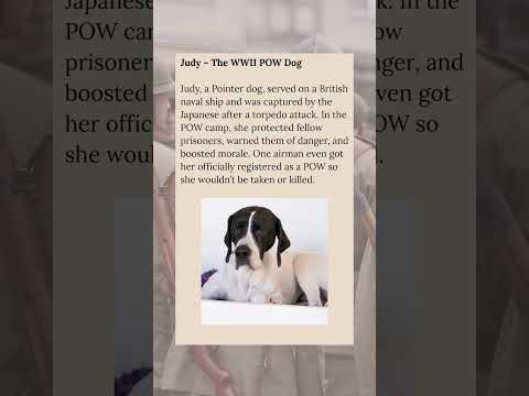 Judy - The WWII POW Dog #wholesome #dog