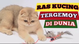 Download lagu 7 Ras Kucing Tergemoy Di Dunia. No 3 Gemoy Maksimal mp3