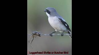 Download lagu Burung Loggerhead Shrike alias Burung Jagal mp3