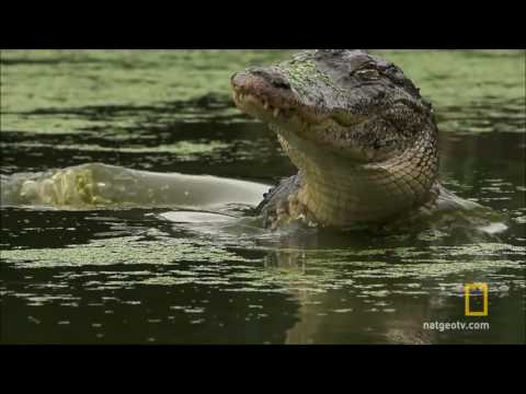 SEMINOLE WIND   JOHN ANDERSON