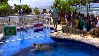 章魚哥接班人？海龜預測巴西首戰獲勝