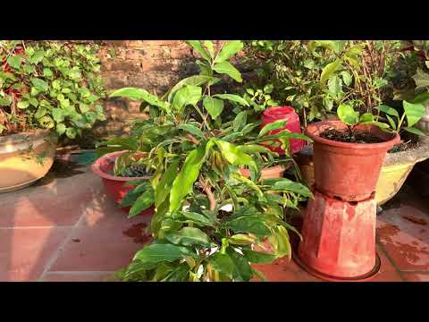 Chồng mai vàng miền nam trên đất miền Bắc, học cách chồng và chăm sóc