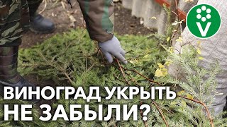 Подготовка винограда к зиме: обрезать, обработать, укрыть! Как это сделать правильно?