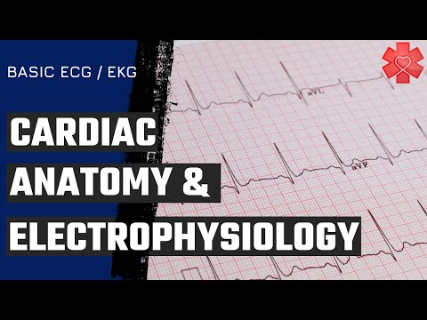 Basic ECG/ EKG Part 1: The basics of Cardiac Anatomy & Electrophysiology