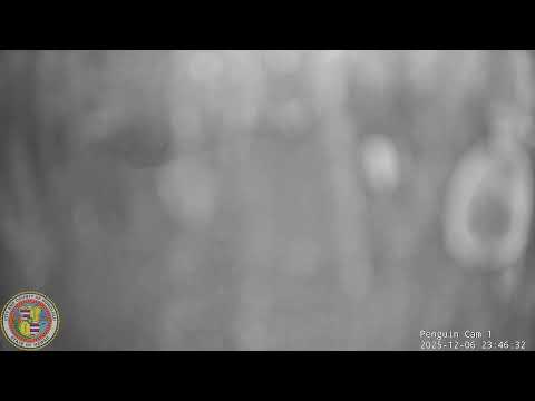 Honolulu Zoo - Penguins thumbnail