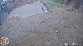 Honolulu Zoo - Penguins