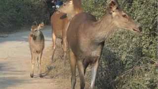 preview picture of video 'Lovely Sambhars  on the way inside Keoladev National Park Bharatpur  .'