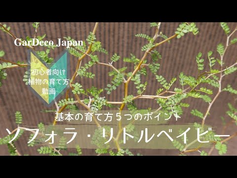 ソレックス・アラネウスについて詳しく解説