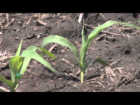 Pre-Emerge Corn Herbicides #679 (Air Date 4/10/11)