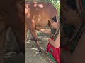 Cow Cattleworld Animalfarming Animals Baffalo
