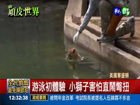 獅寶寶學游泳 可愛模樣萌翻遊客