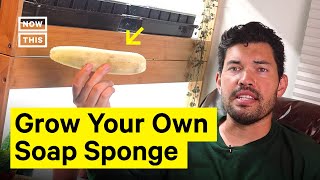 Epic Gardening Shows How to Grow Your Own Luffa Sponge