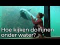 Hoe kijken dolfijnen onder water? | Vragen van kinderen | Het Klokhuis