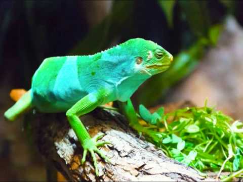 Liviraki - Sea Domoni kei Namolevu